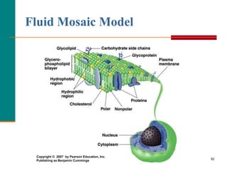 92
Fluid Mosaic Model
Copyright © 2007 by Pearson Education, Inc.
Publishing as Benjamin Cummings
 