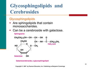 65
Glycosphingolipids and
Cerebrosides
Glycosphingolipids
 Are sphingolipids that contain
monosaccharides.
 Can be a cer...