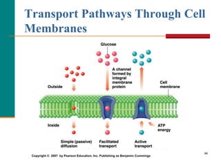 94
Transport Pathways Through Cell
Membranes
Copyright © 2007 by Pearson Education, Inc. Publishing as Benjamin Cummings
 