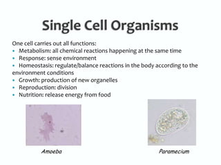 Single Cell OrganismsOne cell carries out all functions:Metabolism: all chemical reactions happening at the same timeResponse: sense environmentHomeostasis: regulate/balance reactions in the body according to the environment conditionsGrowth: production of new organellesReproduction: division Nutrition: release energy from foodAmoebaParamecium