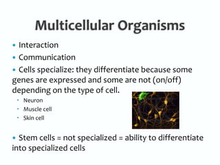 Multicellular OrganismsInteractionCommunicationCells specialize: they differentiate because some genes are expressed and some are not (on/off) depending on the type of cell.NeuronMuscle cellSkin cellStem cells = not specialized = ability to differentiate into specialized cells