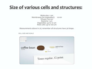 Size of various cells and structures:Molecules: 1 nmMembranes (on organelles):      10 nmViruses: 100 nmBacteria: 1 umOrganelles: up to 10 umMost cells: up to 100 umMeasurements above in 2d, remember all structures have 3d shape.