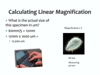 Calculating Linear MagnificationWhat is the actual size of this specimen in um?60mm/5 = 12mm12mm x 1000 um =12,000 umMagnification x 560 mmMeasuring picture