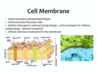 Cell MembraneOuter boundary: phospholipid bilayerCommunication between cellsSelects what goes in and out (using energy – active transport or without using energy – passive transport)Animal cells have cholesterol in the membrane