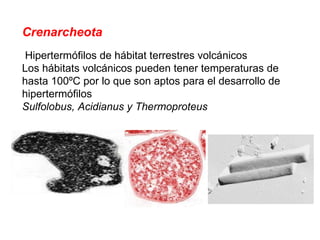 Crenarcheota Hipertermófilos de hábitat terrestres volcánicos Los hábitats volcánicos pueden tener temperaturas de hasta 100ºC por lo que son aptos para el desarrollo de hipertermófilos Sulfolobus, Acidianus y Thermoproteus 
