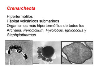 Crenarcheota Hipertermófilos Hábitat volcánicos submarinos Organismos más hipertermófilos de todos los Archaea.  Pyrodictium, Pyrolobus, Ignicoccus y Staphylothermus   