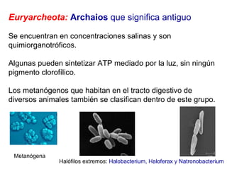 Euryarcheota:   Archaios  que significa antiguo   Se encuentran en concentraciones salinas y son quimiorganotróficos.  Algunas pueden sintetizar ATP mediado por la luz, sin ningún pigmento clorofílico.  Los metanógenos que habitan en el tracto digestivo de diversos animales también se clasifican dentro de este grupo.  Halófilos extremos:  Halobacterium, Haloferax y Natronobacterium   Metanógena  