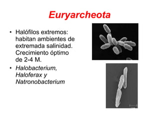 Euryarcheota Halófilos extremos: habitan ambientes de extremada salinidad. Crecimiento óptimo de 2-4 M.  Halobacterium, Haloferax y Natronobacterium 