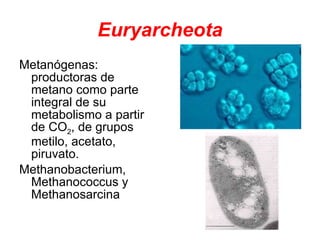 Euryarcheota Metanógenas: productoras de metano como parte integral de su metabolismo a partir de CO 2 , de grupos metilo, acetato, piruvato.  Methanobacterium, Methanococcus y Methanosarcina  