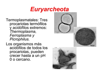 Euryarcheota Termoplasmatales: Tres procariotas termófilos y acidófilos extremos:  Thermoplasma, Ferroplasma y Picrophilus.   Los organismos más acidófilos de todos los procariotas, pueden crecer hasta a un pH 0 o cercano.  