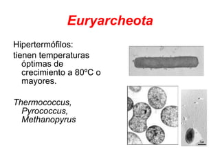 Euryarcheota Hipertermófilos:  tienen temperaturas óptimas de crecimiento a 80ºC o mayores.  Thermococcus, Pyrococcus, Methanopyrus 
