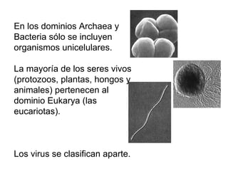 En los dominios Archaea y Bacteria sólo se incluyen organismos unicelulares. La mayoría de los seres vivos (protozoos, plantas, hongos y animales) pertenecen al dominio Eukarya (las eucariotas). Los virus se clasifican aparte. 