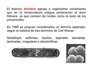 El dominio  Archaea  agrupa a organismos unicelulares que en la nomenclatura antigua pertenecían al reino Mónera; ya que carecen de núcleo como el resto de los procariontes.  En 1990 se propuso considerarlos un dominio separado, según el sistema de tres dominios de Carl Woese. Morfología: esféricas, bacilos, espirales, lobuladas, laminadas, irregulares o pleomórficas. 