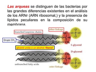 Las arqueas  se distinguen de las bacterias por las grandes diferencias existentes en el análisis de los ARNr (ARN ribosomal,) y la presencia de lípidos peculiares en la composición de su membrana. Grupo CH 3 glicerol unida a un alcohol:  fitanol   
