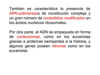 También es característica la presencia de  ARN-polimerasa s de constitución compleja y un gran número de  nucleótidos modificados  en los ácidos nucleicos ribosomales.  Por otra parte, el ADN se empaqueta en forma de  nucleosomas , como en los eucariotas gracias a proteínas semejantes a la histona, y algunos genes poseen  intrones  como en los eucariotas. 