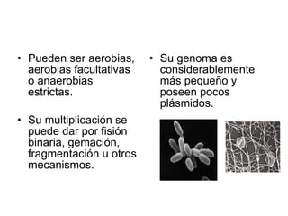Pueden ser aerobias, aerobias facultativas o anaerobias estrictas.  Su multiplicación se puede dar por fisión binaria, gemación, fragmentación u otros mecanismos.  Su genoma es considerablemente más pequeño y poseen pocos plásmidos.  