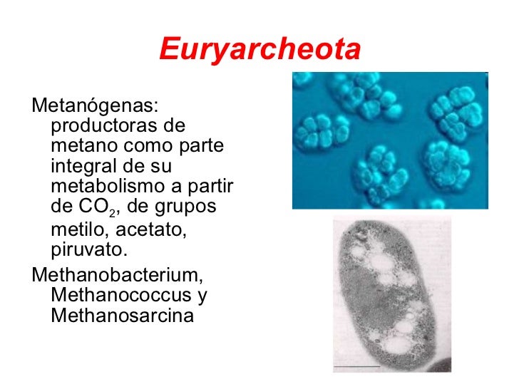 Resultado de imagen de Arqueas productoras de metano