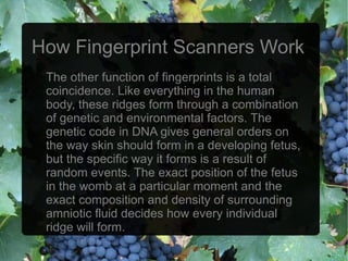 How Fingerprint Scanners Work
 The other function of fingerprints is a total
 coincidence. Like everything in the human
 body, these ridges form through a combination
 of genetic and environmental factors. The
 genetic code in DNA gives general orders on
 the way skin should form in a developing fetus,
 but the specific way it forms is a result of
 random events. The exact position of the fetus
 in the womb at a particular moment and the
 exact composition and density of surrounding
 amniotic fluid decides how every individual
 ridge will form.
 