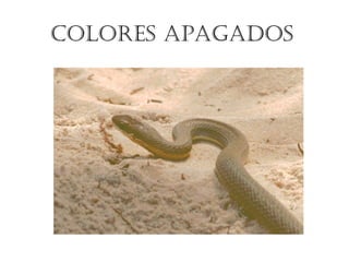 colores apagados
 