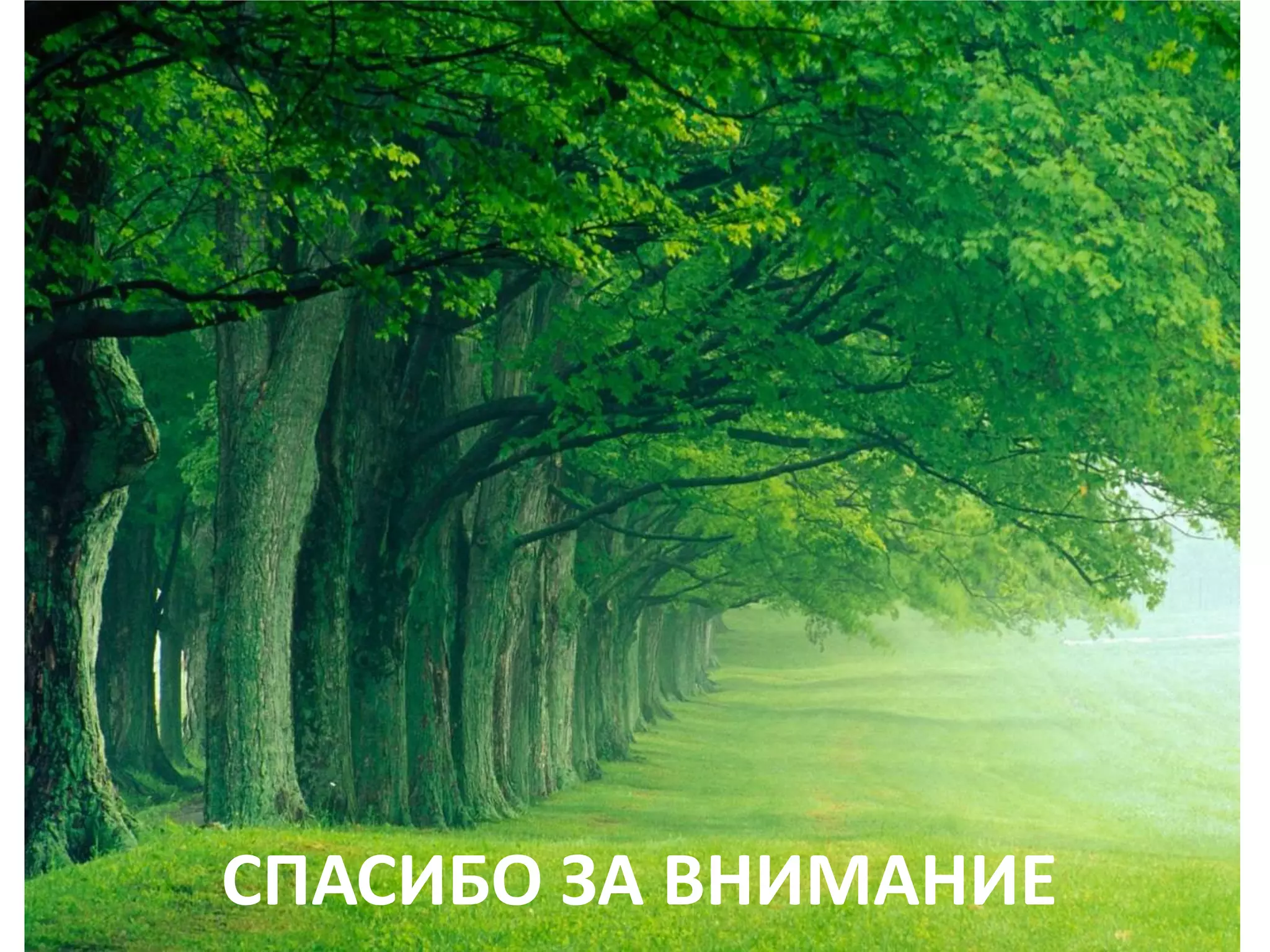 СПАСИБО ЗА ВНИМАНИЕ
 