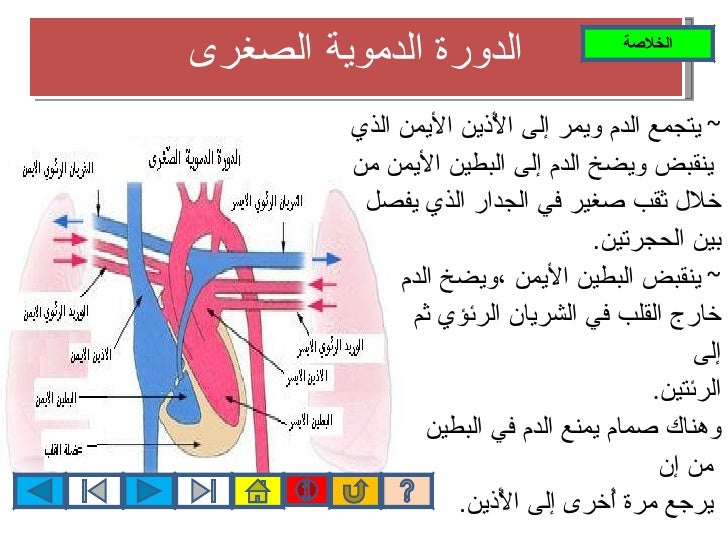 الدورة الدموية الصغرى والكبرى Pdf