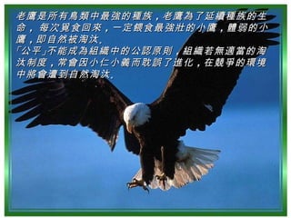 老鷹是所有鳥類中最強的種族 ，老鷹為了延續種族的生
命 ， 每次覓食回來 ，一定餵食最強壯的小鷹 ，體弱的小
鷹 ，即自然被淘汰 。
「公平 」不能成為組織中的公認原則 ，組織若無適當的淘
汰制度 ，常會因小仁小義而耽誤了進化 ，在競爭的環境
中將會遭到自然淘汰 。
 