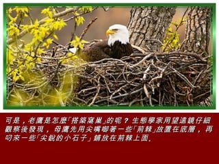 可是 ，老鷹是怎麼 「搭築窩巢 」的呢 ？ 生態學家用望遠鏡仔細
觀察後發現 ， 母鷹先用尖嘴啣著一些 「荊棘 」放置在底層 ， 再
叼來一些 「尖銳的小石子 」 鋪放在荊棘上面 。
 