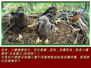 後來 ，小鷹慢慢長大 、羽毛漸豐 ，這時 ，母鷹認為 ，該是小鷹
學習 「自我獨立 」的時候了 ！
可是有什麼辦法能讓小鷹不再眷戀著始終被母鷹呵護 、舒適無
比的窩巢呢 ？
 