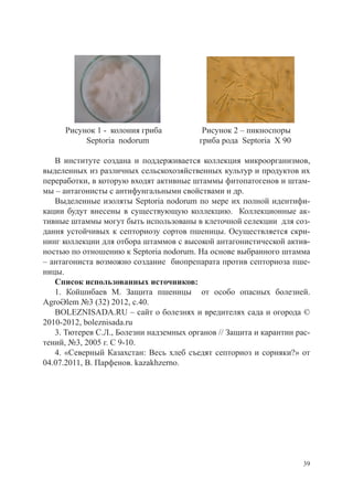 Рисунок 1 - колония гриба            Рисунок 2 – пикноспоры
          Septoria nodorum               гриба рода Septoria Х 90

   В институте создана и поддерживается коллекция микроорганизмов,
выделенных из различных сельскохозяйственных культур и продуктов их
переработки, в которую входят активные штаммы фитопатогенов и штам-
мы – антагонисты с антифунгальными свойствами и др.
   Выделенные изоляты Septoria nodorum по мере их полной идентифи-
кации будут внесены в существующую коллекцию. Коллекционные ак-
тивные штаммы могут быть использованы в клеточной селекции для соз-
дания устойчивых к септориозу сортов пшеницы. Осуществляется скри-
нинг коллекции для отбора штаммов с высокой антагонистической актив-
ностью по отношению к Septoria nodorum. На основе выбранного штамма
– антагониста возможно создание биопрепарата против септориоза пше-
ницы.
   Список использованных источников:
   1. Койшибаев М. Защита пшеницы от особо опасных болезней.
AgroӘlem №3 (32) 2012, с.40.
   BOLEZNISADA.RU – сайт о болезнях и вредителях сада и огорода ©
2010-2012, boleznisada.ru
   3. Тютерев С.Л., Болезни надземных органов // Защита и карантин рас-
тений, №3, 2005 г. С 9-10.
   4. «Северный Казахстан: Весь хлеб съедят септориоз и сорняки?» от
04.07.2011, В. Парфенов. kazakhzerno.




                                                                     39
 