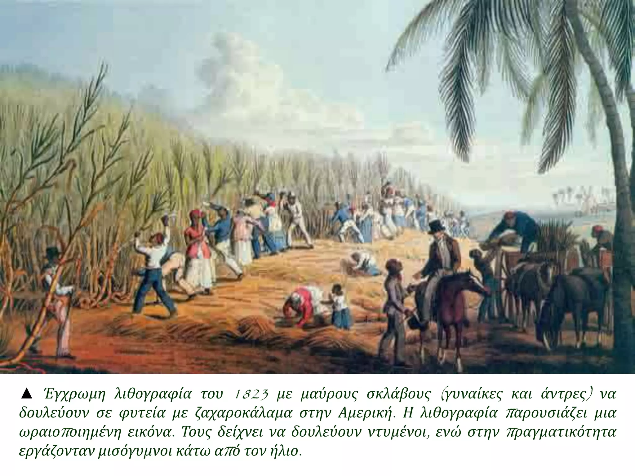 ▲ Έγχρωμη λιθογραφία του 1823 με μαύρους σκλάβους ( γυναίκες και άντρες) να 
δουλεύουν σε φυτεία με ζαχαροκάλαμα στην Αμερική. Η λιθογραφία π αρουσιάζει μια 
ωραιοπ οιημένη εικόνα. Τους δείχνει να δουλεύουν ντυμένοι, ενώ στην π ραγματικότητα 
εργάζονταν μισόγυμνοι κάτω απ ό τον ήλιο. 
 