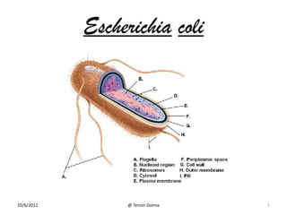 Escherichia coli




10/6/2012        @ Tenzin Dolma   1
 