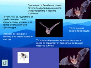 Прилепите са бозайници, които
                      летят с помощта на кожна ципа
                      между предните и задните
                      крайници.
Летежът им се подпомага от
дребното и леко тяло,
нежните тънки костици и от
изключително силната
мускулатура.                                              Те се движат
                                                          главно през нощта.
Храната си намират с
помощта на силно развития
си слух.                     Те улавят неуловими за нашия слух звуци,
                             които се отразяват от плячката и се връщат
                             обратно към тях.
 