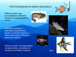 ПРИСПОСОБЛЕНИЯ ЗА ЖИВОТ ВЪВ ВОДАТА


Рибите плуват чрез
вълнообразно извиване
встрани на задния край на
тялото.



Опашният крайник е
вертикално разположен,
движи се наляво-надясно и
играе важна роля в бързото
движение напред.



Перките служат за поддържане
на равновесие, запазване на
посоката и за бавно плуване.         бета
 