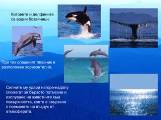 Китовете и делфините
    са водни бозайници.




При тях опашният плавник е
разположен хоризонтално.




  Силните му удари нагоре-надолу
  спомагат за бързото потъване и
  изплуване на животните към
  повърхността, което е свързано
  с поемането на въздух от
  атмосферата.
 