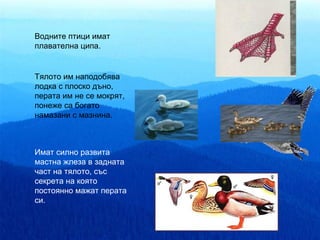 Водните птици имат
плавателна ципа.


Тялото им наподобява
лодка с плоско дъно,
перата им не се мокрят,
понеже са богато
намазани с мазнина.



Имат силно развита
мастна жлеза в задната
част на тялото, със
секрета на която
постоянно мажат перата
си.
 