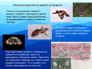 ПРИСПОСОБЛЕНИЯ ЗА ЖИВОТ В ПОЧВАТА

Тялото на дъждовния червей е
влажно, гъвкаво и заострено в двата
края, което е важно приспособление
за придвижването между почвените
частици.

                                        Поповото прасе е насекомо с
                                        разширени като лопатки предни
                                        крака, с които прави ходове в
                                        почвата.




Къртицата рови почвата с помощта на
предните си крайници, които са
разширени и обърнати навън. Пръстите
са съединени помежду си с кожа и имат
широка повърхност. Те и служат като
лопати при ровенето на пръстта.
 
