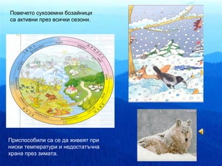 Повечето сухоземни бозайници
са активни през всички сезони.




Приспособили са се да живеят при
ниски температури и недостатъчна
храна през зимата.
 