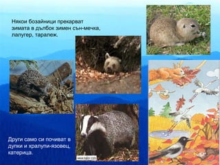 Някои бозайници прекарват
 зимата в дълбок зимен сън-мечка,
 лалугер, таралеж.




Други само си почиват в
дупки и хралупи-язовец,
катерица.
 