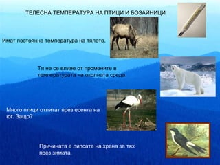 ТЕЛЕСНА ТЕМПЕРАТУРА НА ПТИЦИ И БОЗАЙНИЦИ




Имат постоянна температура на тялото.




            Тя не се влияе от промените в
            температурата на околната среда.




 Много птици отлитат през есента на
 юг. Защо?




             Причината е липсата на храна за тях
             през зимата.
 