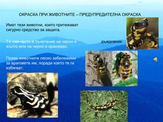 ОКРАСКА ПРИ ЖИВОТНИТЕ – ПРЕДУПРЕДИТЕЛНА ОКРАСКА

Имат тези животни, които притежават
сигурно средство за защита.

Тя най-често е съчетание на черно и   дъждовник
жълто или на черно и оранжево.

Прави животните лесно забележими
за враговете им, поради което те ги
избягват.
 