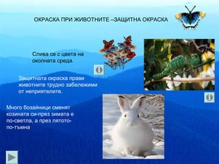 ОКРАСКА ПРИ ЖИВОТНИТЕ –ЗАЩИТНА ОКРАСКА




         Слива се с цвета на
         околната среда.


    Защитната окраска прави
    животните трудно забележими
    от неприятелите.

Много бозайници сменят
козината си-през зимата е
по-светла, а през лятото-
по-тъмна.
 