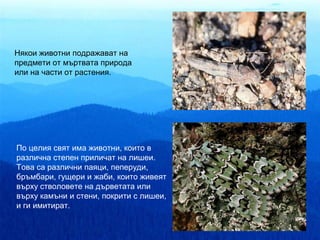 Някои животни подражават на
предмети от мъртвата природа
или на части от растения.




По целия свят има животни, които в
различна степен приличат на лишеи.
Това са различни паяци, пеперуди,
бръмбари, гущери и жаби, които живеят
върху стволовете на дърветата или
върху камъни и стени, покрити с лишеи,
и ги имитират.
 