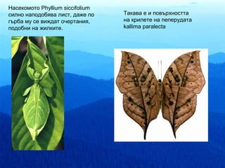 Насекомото Phyllium siccifolium
силно наподобява лист, даже по    Такава е и повърхността
гърба му се виждат очертания,     на крилете на пеперудата
подобни на жилките.               kallima paralecta
 