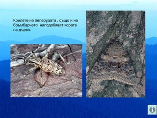 Крилете на пеперудата , също и на
бръмбарчето наподобяват кората
на дърво.
 