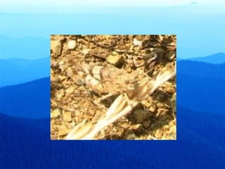 Приспособяване на животните