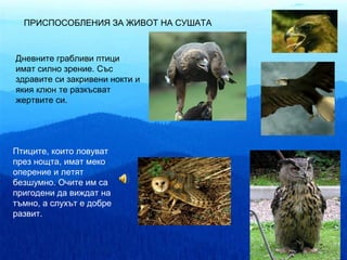 ПРИСПОСОБЛЕНИЯ ЗА ЖИВОТ НА СУШАТА



Дневните грабливи птици
имат силно зрение. Със
здравите си закривени нокти и
якия клюн те разкъсват
жертвите си.




Птиците, които ловуват
през нощта, имат меко
оперение и летят
безшумно. Очите им са
пригодени да виждат на
тъмно, а слухът е добре
развит.
 
