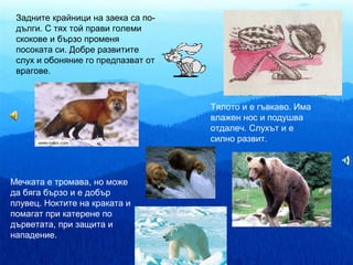 Задните крайници на заека са по-
 дълги. С тях той прави големи
 скокове и бързо променя
 посоката си. Добре развитите
 слух и обоняние го предпазват от
 врагове.



                                    Тялото и е гъвкаво. Има
                                    влажен нос и подушва
                                    отдалеч. Слухът и е
                                    силно развит.



Мечката е тромава, но може
да бяга бързо и е добър
плувец. Ноктите на краката и
помагат при катерене по
дърветата, при защита и
нападение.
 