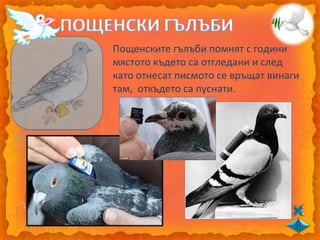 Пощенските гълъби помнят с години
мястото където са отгледани и след
като отнесат писмото се връщат винаги
там, откъдето са пуснати.
 