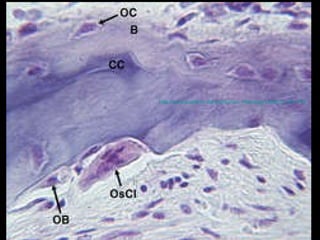 http://www.anatomy.dal.ca/Human_Histology/Lab6/32_lh6.JPG   