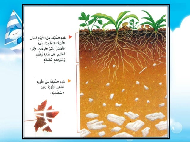 النباتات تسمى بقايا في والحيوانات المتحللة التربة تتكون التربه